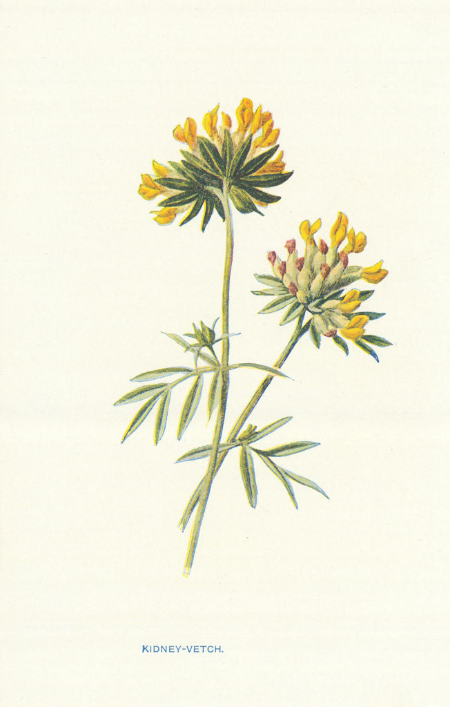 Kidney Vetch. Wild Flowers by Frederick Edward Hulme c1895 old antique print